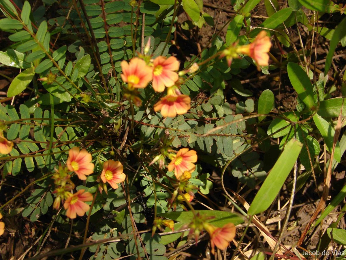Biophytum sensitivum (L.) DC.